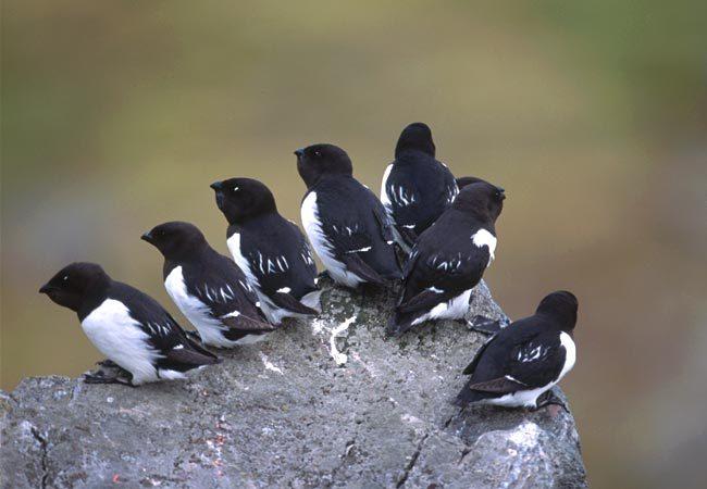 Vogels Groenland