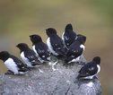 Vogels Groenland