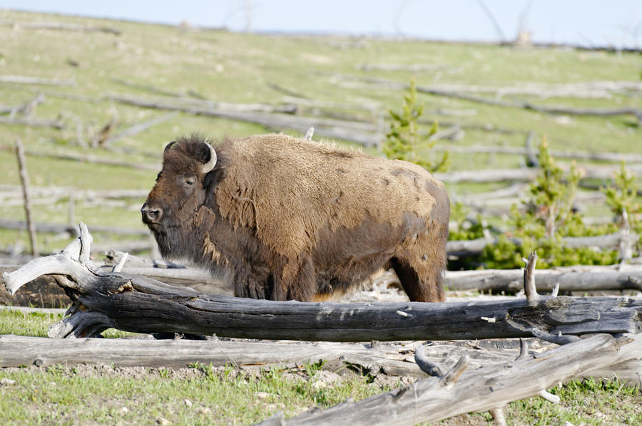 Yellowstone Nationaal Park