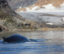 Wilde dieren Groenland
