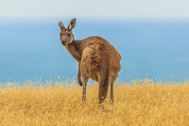 Rondreis Australië en Nieuw-Zeeland