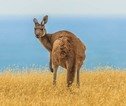 Rondreis Australië en Nieuw-Zeeland