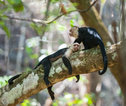 Costa Rica aapje, wildlife