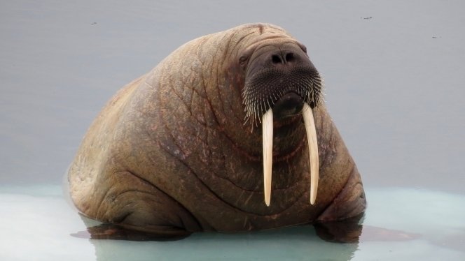 Arctisch Canada & Groenland