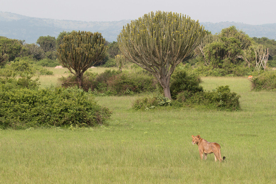 Lioness Queen Elizabeth NP
