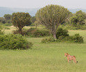 Lioness Queen Elizabeth NP