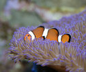 Nemo in Cairns