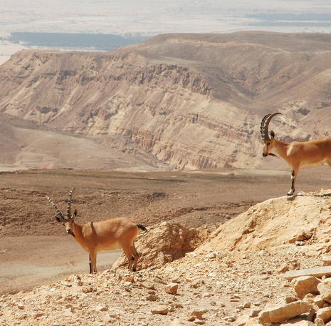 Rondreis Israël & Jordanië