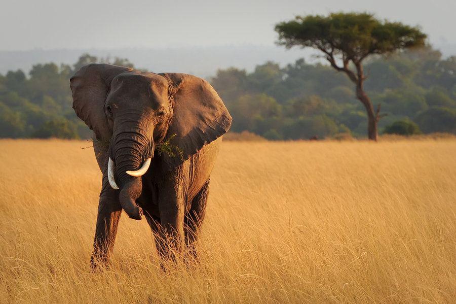 Rondreis Tanzania