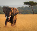Rondreis Tanzania