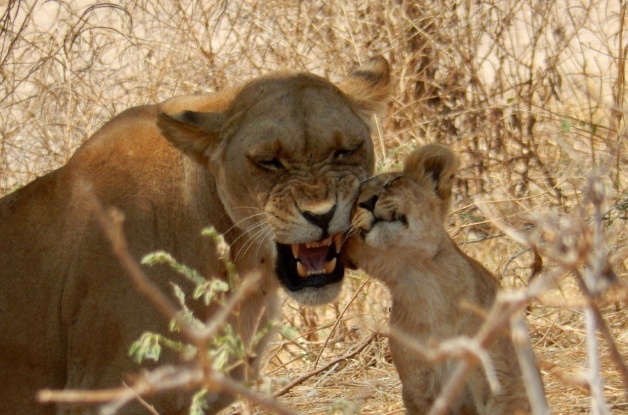 Rondreis Tanzania