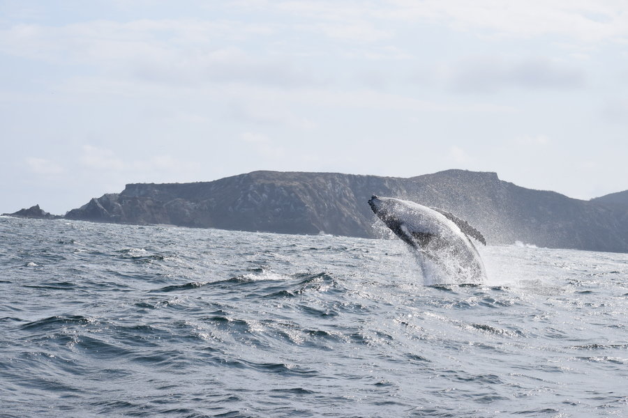 Rondreis Ecuador en Galapagos walvis
