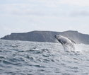 Rondreis Ecuador en Galapagos walvis