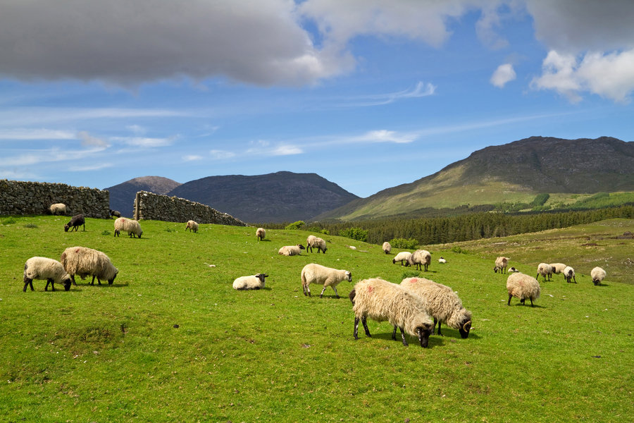 Rondreis Ierland