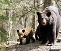 Bruine beren Canada
