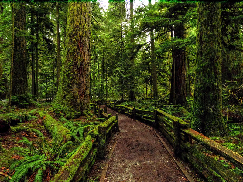 Cathedral Grove - Vancouver Island