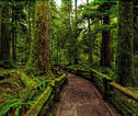 Cathedral Grove - Vancouver Island