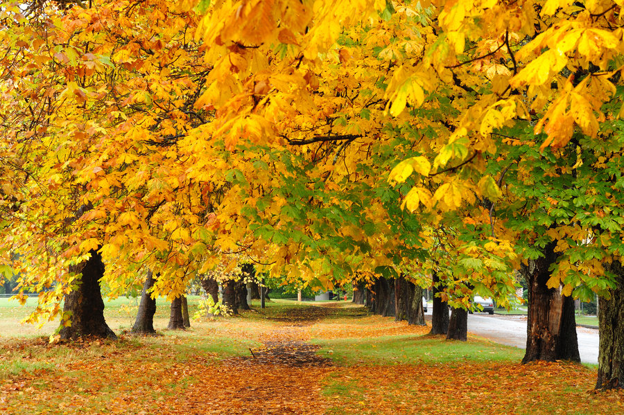 Beachon Hill Park, Victoria - Vancouver Island