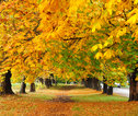 Beachon Hill Park, Victoria - Vancouver Island