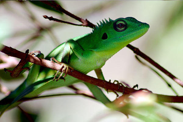 Kalimantan