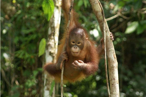 Kalimantan