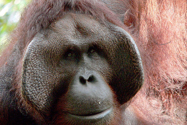 Kalimantan