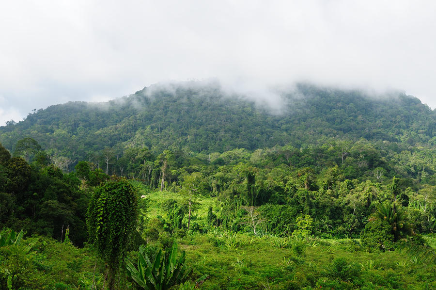 Kalimantan jungle