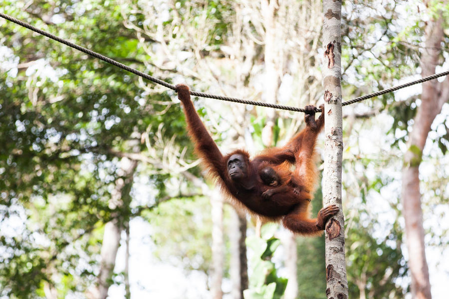 Kalimantan, Oran-Oetan