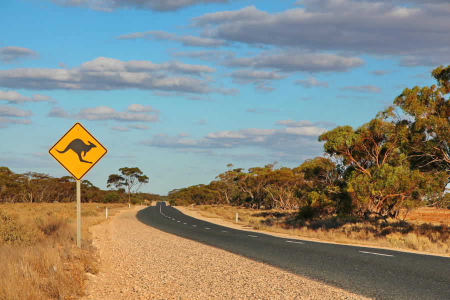 Australië rondreis kangoeroe bord
