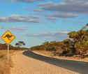 Australië rondreis kangoeroe bord