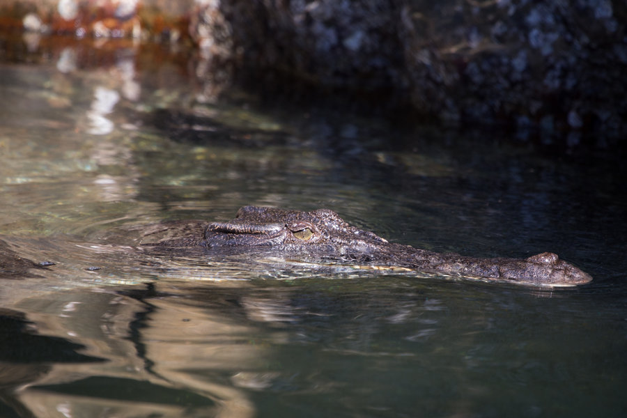 Kimberley Krokodil