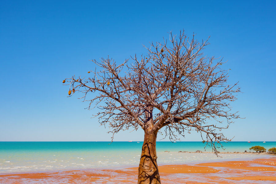 Baobab tree, Broome