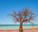 Baobab tree, Broome