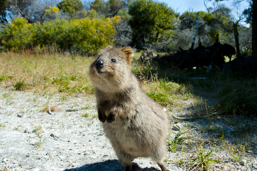 Quokka
