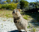 Quokka