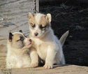 Puppy's
