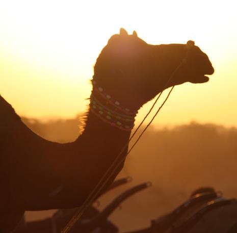 India, camel