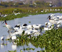 familiereis Argentinië en Brazilië  de Pantanal