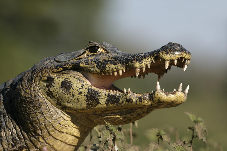 familiereis Argentinië en Brazilië  kaaiman in de Pantanal