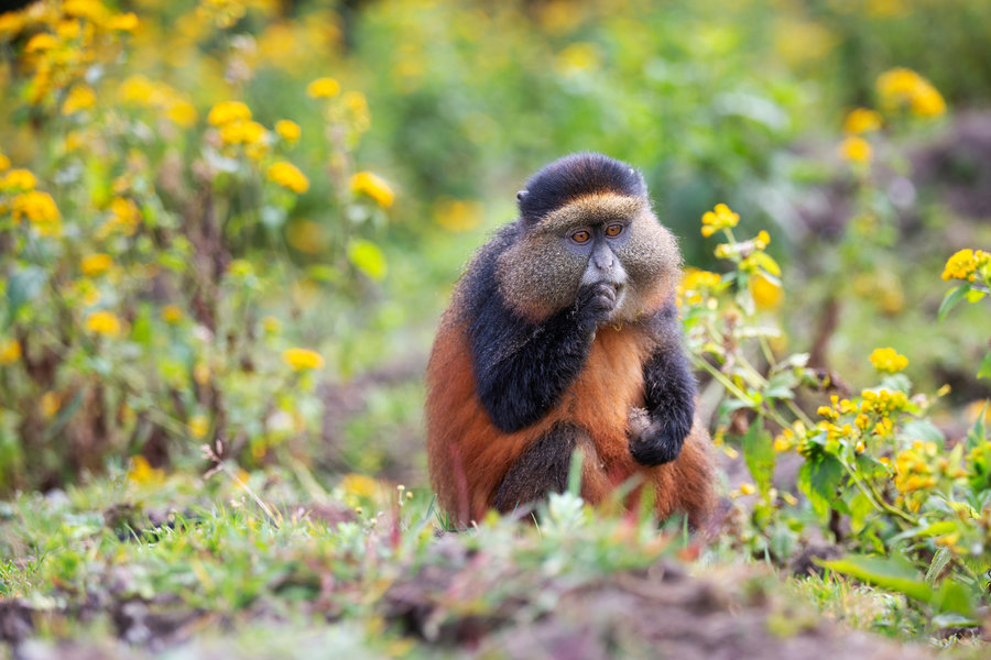 monkey
