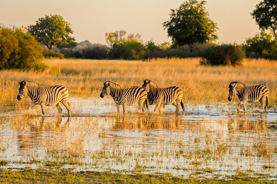 Zebra's