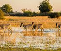 Zebra's