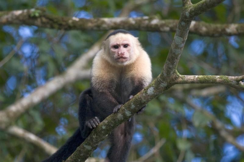 Costa Rica Wildlife