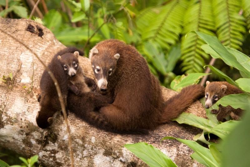 Costa Rica wildlife