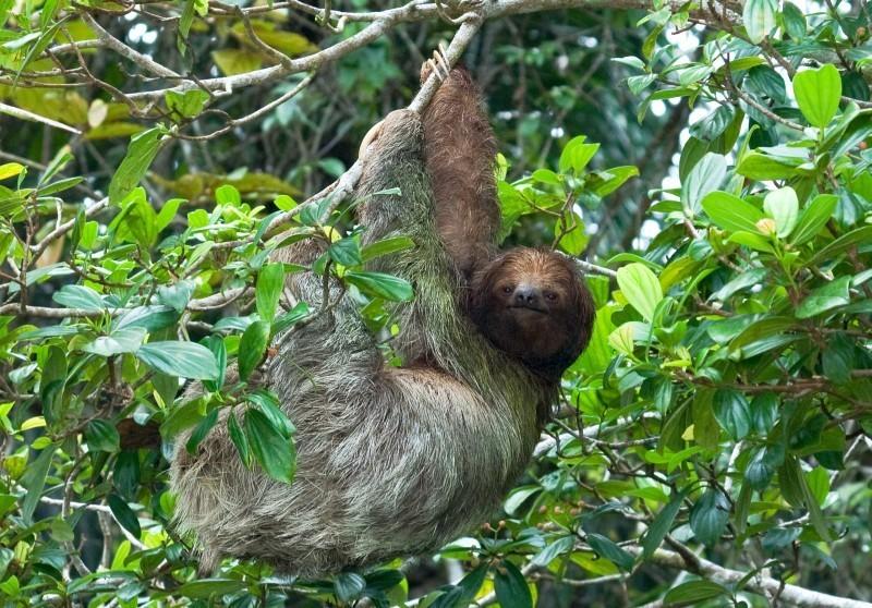 Costa Rica wildlife