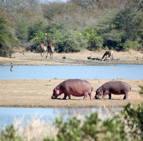 Rondreis Zuid-Afrika nijlpaarden