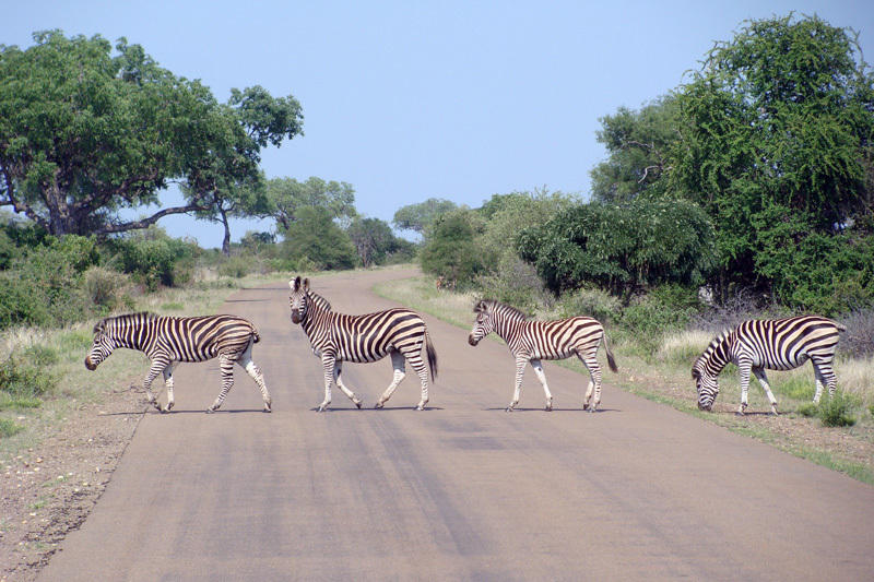 Rondreis Zuid-Afrika Zebra's Krugerpark