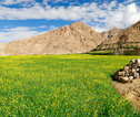 Langtang to Hemis Sukpachang~Mustard fields