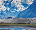 Nubra valley  Camel