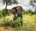 Olifant Krugerpark